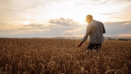 Téléchargez les photos : Fermier vérifiant la qualité de son champ de blé au coucher du soleil avec espace de copie - en image libre de droit