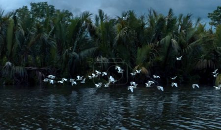 Téléchargez les photos : Tropical birds fly above water in jungle near Tangalle, Sri Lanka. White flock go to their collective sleeping place in forest at night. Scenery of rainforest and dark blue sky in evening. - en image libre de droit
