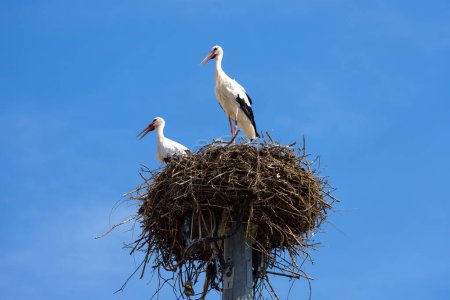 Storks on nest on sky background, couple of white birds stands at its home in summer. Wild stork family living in village or town. Theme of nature, wildlife, love.