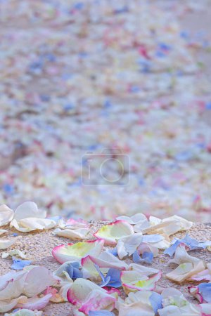 Téléchargez les photos : Confettis de fleurs de pétales de rose au mariage - en image libre de droit