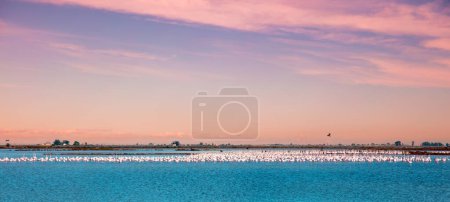 Photo for Flock of pink flamingo at sunset ( Delta del Ebro,  Catalonia in Spain) - Royalty Free Image