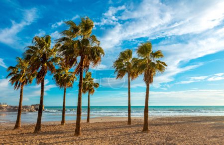 Téléchargez les photos : Belle plage, mer Méditerranée et palmier - en image libre de droit