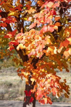 Téléchargez les photos : Feuilles d'automne sur un arbre - en image libre de droit