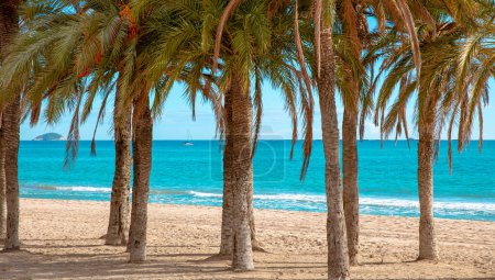 Photo for Tropical palm tree on the beach and turquoise sea - Royalty Free Image
