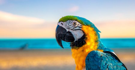 Photo for Portrait of beautiful yellow and blue macaw parrot on beach background - Royalty Free Image