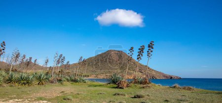 Téléchargez les photos : Beach Genoveses in the Natural Park of Cabo de Gata, Almeria, Spain - en image libre de droit