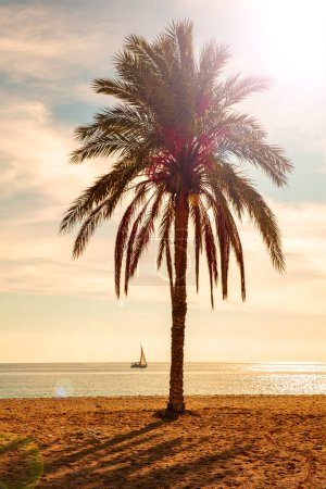 Foto de Palm tree on beach, sea and boat at sunset - Imagen libre de derechos