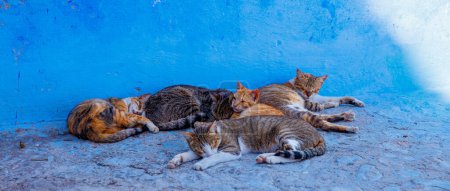 Téléchargez les photos : Cinq chats dans la ville de rue du Maroc - en image libre de droit