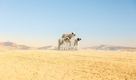 Foto de Three sheep in arid landscape in Morocco - Imagen libre de derechos
