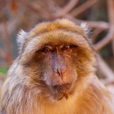 Foto de Retrato de mono en Marruecos-Ouzoud - Imagen libre de derechos