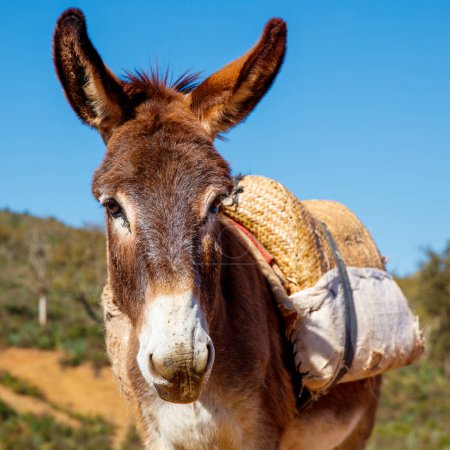 Foto de Retrato de burro en Marruecos - Imagen libre de derechos