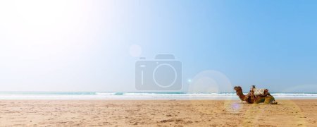 Foto de Camello en la playa de Marruecos - Imagen libre de derechos