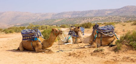Téléchargez les photos : Trois chameaux pour touristes au Maroc - en image libre de droit