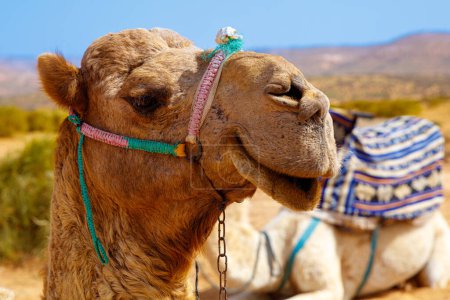 Foto de Retrato de camello en Marruecos - Imagen libre de derechos