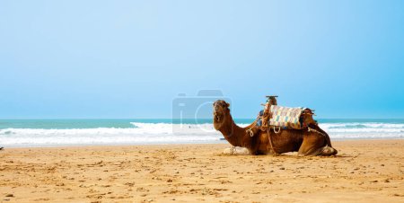 Foto de Camello en la playa de Marruecos - Imagen libre de derechos