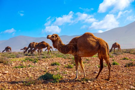 Photo for A herd of dromedary camels in Morocco - Royalty Free Image