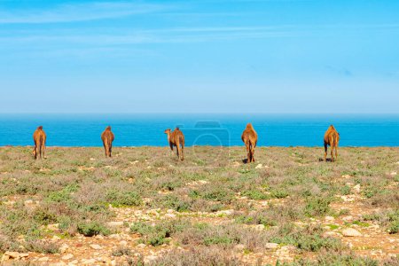 Foto de Línea de camello en el mar- Marruecos - Imagen libre de derechos