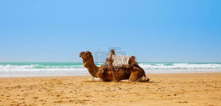 Téléchargez les photos : Chameau, dromaderie sur la plage au Maroc - en image libre de droit