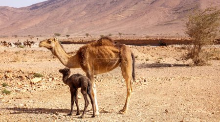 Téléchargez les photos : Bébé chameau dans le désert Maroc - en image libre de droit