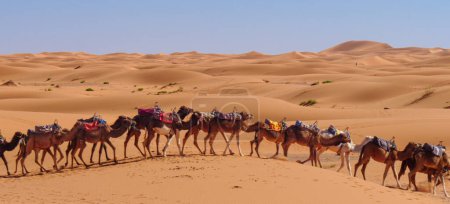 Téléchargez les photos : Camel caravane dans le désert du Sahara au Maroc - en image libre de droit
