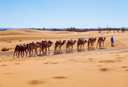 Téléchargez les photos : Camel caravane dans le désert du Sahara - en image libre de droit