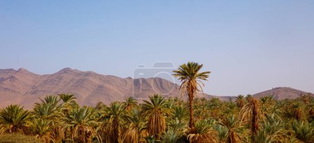 Foto de Paisaje panorámico marroquí, montaña y plam tree - Imagen libre de derechos