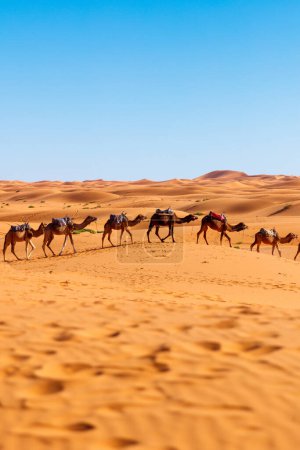 Foto de Caravana de camellos en el desierto del sahara Marruecos - Imagen libre de derechos
