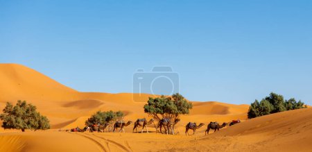 Foto de Camello caravana en el desierto del sahara landsacpe en Marruecos - Imagen libre de derechos