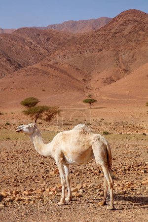 Photo for White camel in countryside of Morocco - Royalty Free Image