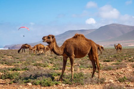 Photo for Camel and paraglider in Morocco- travel, adventure, vacation - Royalty Free Image