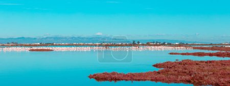 Téléchargez les photos : Las salinas, delta de l'Èbre en Espagne - en image libre de droit