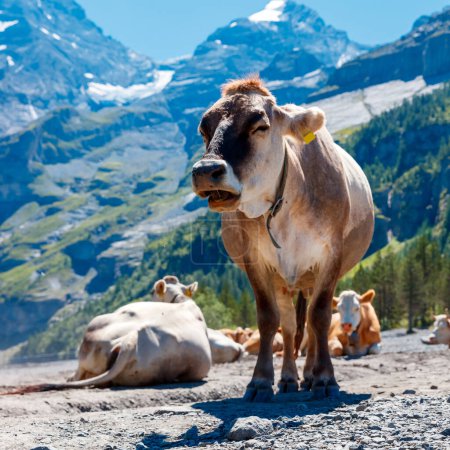 Foto de Beautiful Cows in Alps - Imagen libre de derechos