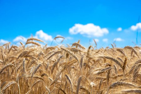 Photo for Golden wheat field and sunny day - Royalty Free Image