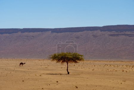 Foto de Paisaje del desierto africano y camello caminando - Imagen libre de derechos