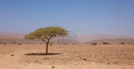 Foto de Paisaje desierto africano con árbol - Imagen libre de derechos