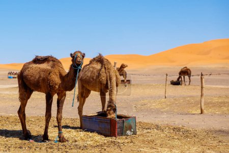 Téléchargez les photos : Chameau dans le désert du Maroc - en image libre de droit
