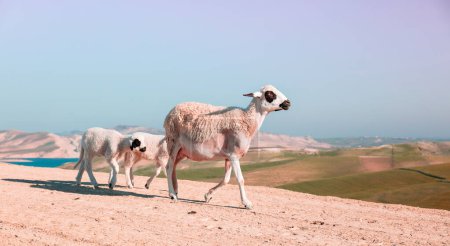 Foto de Ovejas en el desierto Marruecos - Imagen libre de derechos