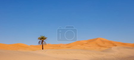 Foto de Paisaje del desierto, dunas de arena y palmeras - Imagen libre de derechos