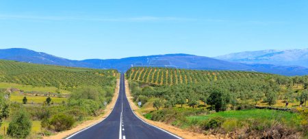Téléchargez les photos : Route droite à travers le vignoble Espagne - en image libre de droit