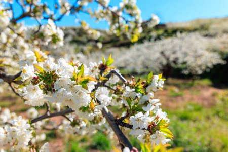 Téléchargez les photos : Gros plan sur la floraison des cerisiers - en image libre de droit