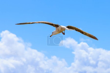 Photo for Beautiful big seagull flying in blue sky with clouds - Royalty Free Image