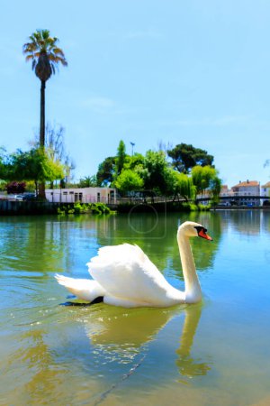 Photo for Beautiful white swan on river and palm tree- Portugal - Royalty Free Image