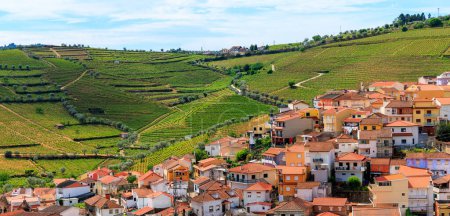 Téléchargez les photos : Vallée du Douro, agriculture viticole, site réputé au Portugal, près de Porto - en image libre de droit