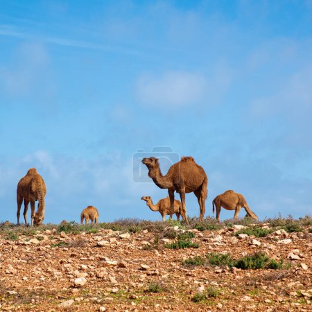 Téléchargez les photos : Troupeaux de chameaux dans la nature- Maroc - en image libre de droit