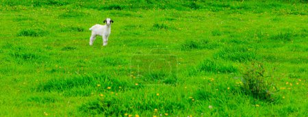 Téléchargez les photos : Mignon bébé mouton dans la prairie verte - en image libre de droit