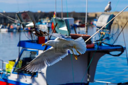 Photo for Beautiful seagull flying over fishing boat - Royalty Free Image