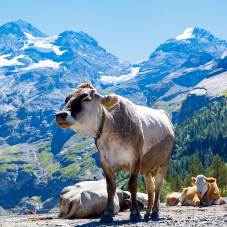 Foto de Vaca en la montaña de los Alpes en Suiza - Imagen libre de derechos