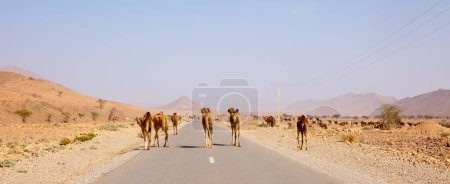 Foto de Camino al desierto y camello cruzando la carretera Marruecos - Imagen libre de derechos
