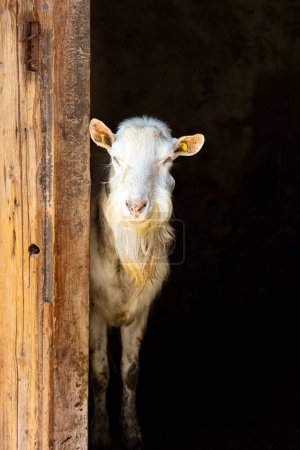 Téléchargez les photos : Portrait de curieuse chèvre - en image libre de droit