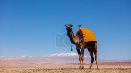 Téléchargez les photos : Chameau unique dans un paysage désertique- Maroc - en image libre de droit